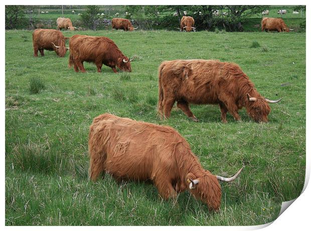highland cattle Print by Ruth Hallam