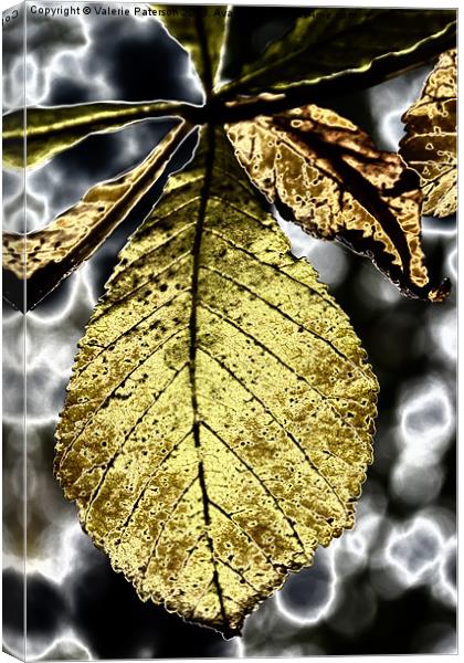 Black & Gold Canvas Print by Valerie Paterson