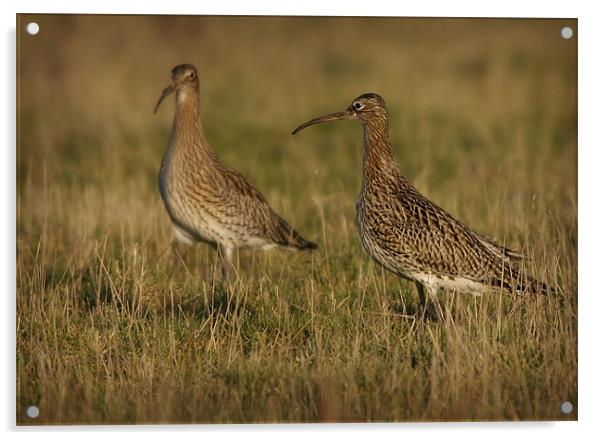 CURLEWS IN THE WINTER SUN Acrylic by Anthony R Dudley (LRPS)