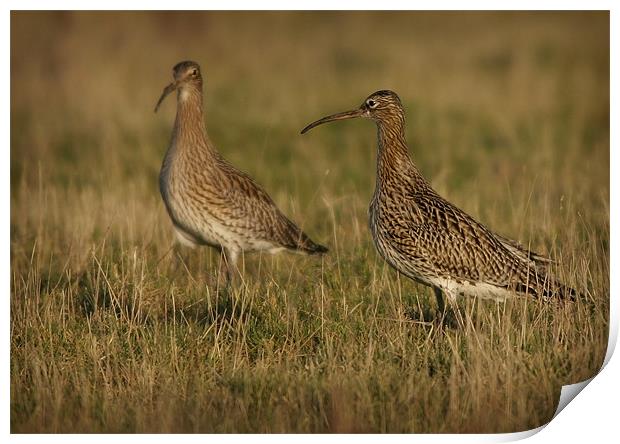 CURLEWS IN THE WINTER SUN Print by Anthony R Dudley (LRPS)