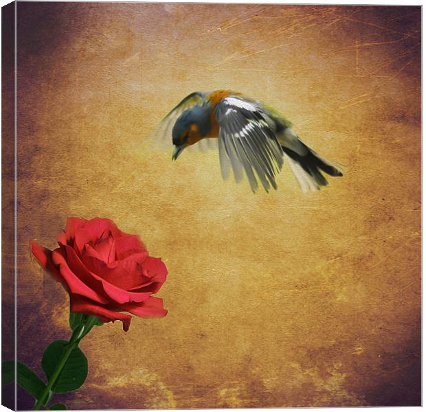 Chaffinch and the Rose Canvas Print by Matthew Laming