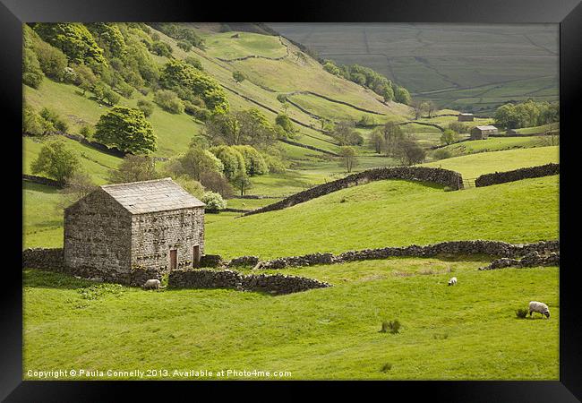 Swaledale Framed Print by Paula Connelly
