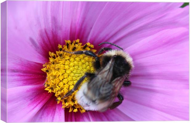 Bumble Bee on Purple Flower Canvas Print by David Bridge