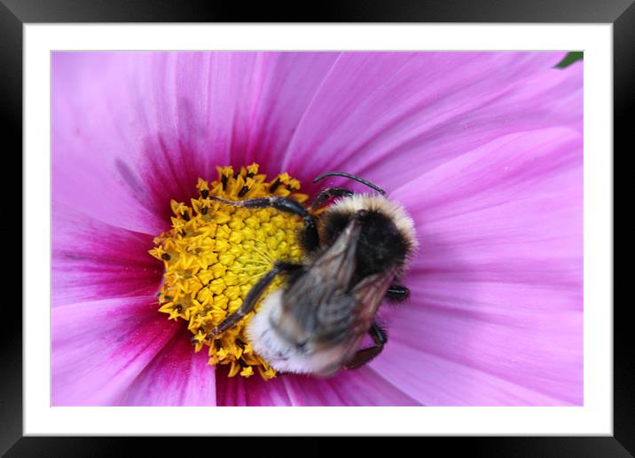 Bumble Bee on Purple Flower Framed Mounted Print by David Bridge