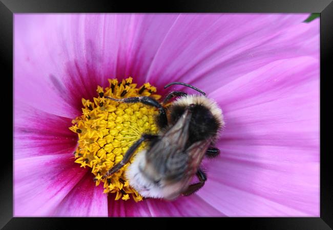 Bumble Bee on Purple Flower Framed Print by David Bridge