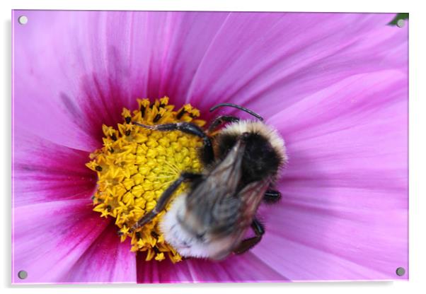 Bumble Bee on Purple Flower Acrylic by David Bridge