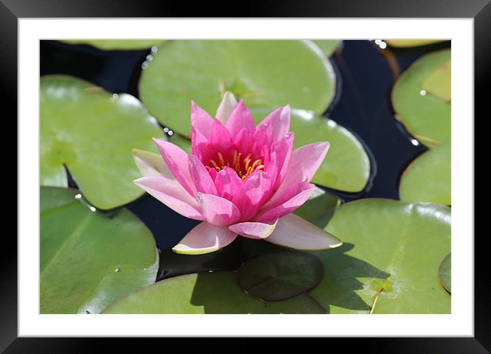 Floating Pink Water Lilly Framed Mounted Print by David Bridge