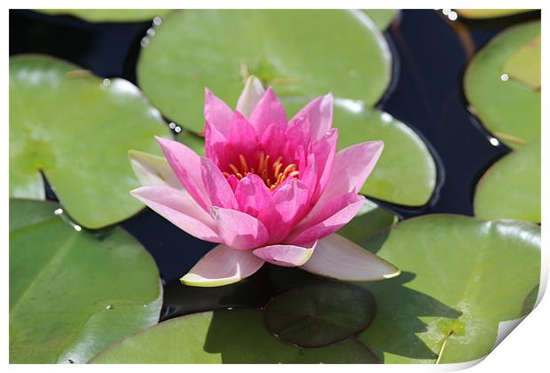 Floating Pink Water Lilly Print by David Bridge