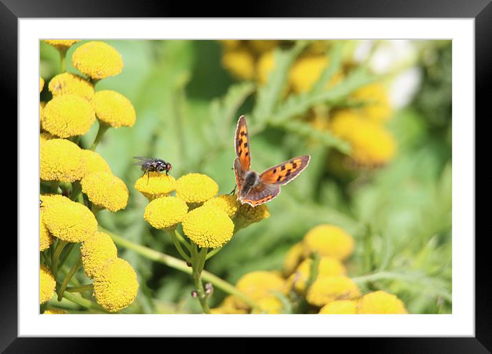 butterfly being watched Framed Mounted Print by David Bridge