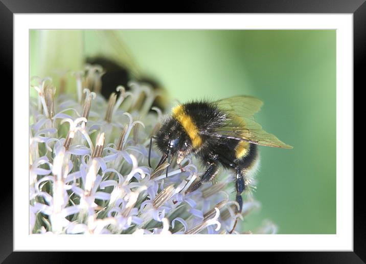 bumble bee on white flower Framed Mounted Print by David Bridge