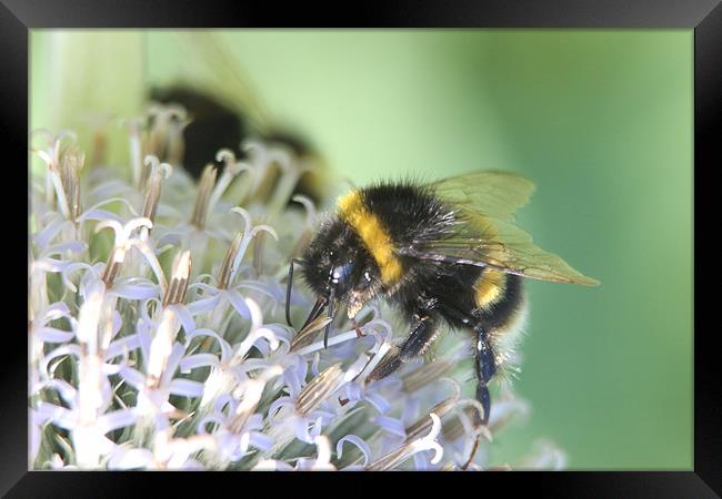 bumble bee on white flower Framed Print by David Bridge