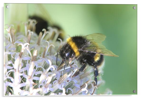 bumble bee on white flower Acrylic by David Bridge