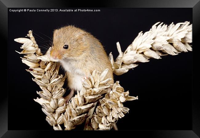 Harvest Mouse Framed Print by Paula Connelly