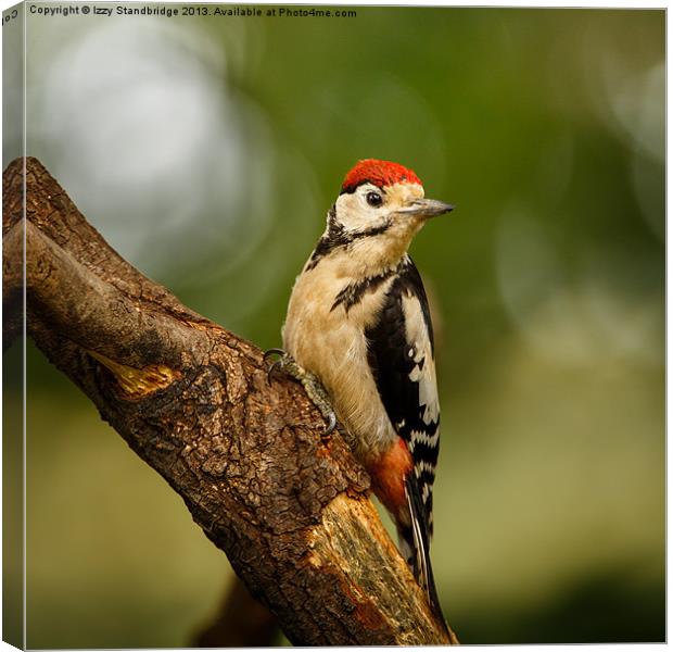 Juvenile Great Spotted Woodpecker Canvas Print by Izzy Standbridge