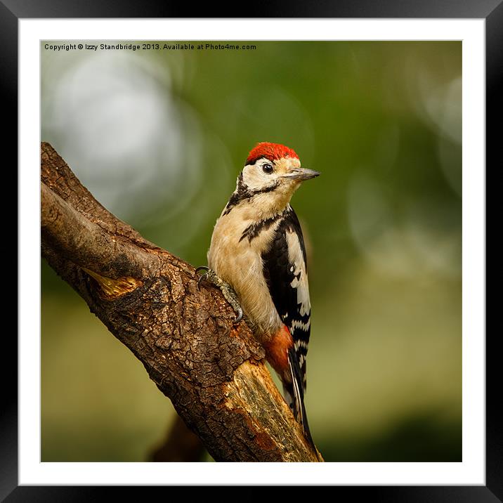 Juvenile Great Spotted Woodpecker Framed Mounted Print by Izzy Standbridge