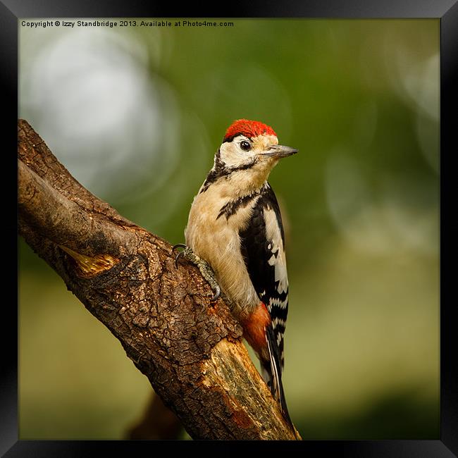 Juvenile Great Spotted Woodpecker Framed Print by Izzy Standbridge