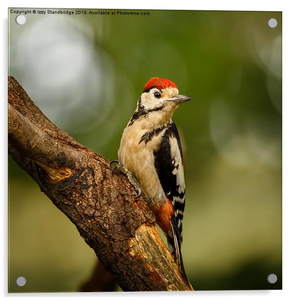 Juvenile Great Spotted Woodpecker Acrylic by Izzy Standbridge