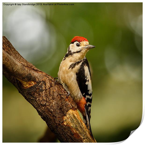 Juvenile Great Spotted Woodpecker Print by Izzy Standbridge