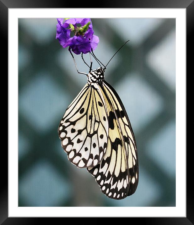 Black and white butterfly Framed Mounted Print by Ruth Hallam
