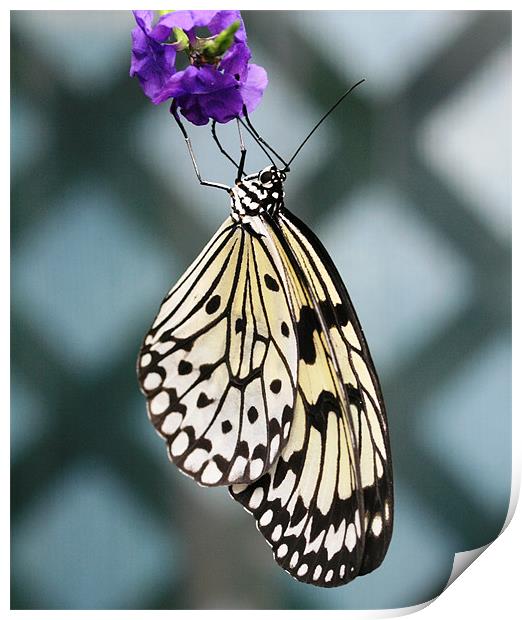 Black and white butterfly Print by Ruth Hallam