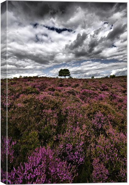 Dunwich Heath Suffolk Canvas Print by Darren Burroughs