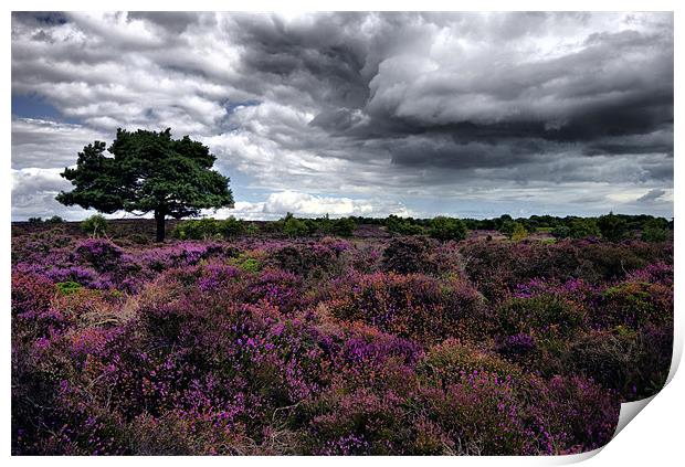 Dunwich Heath Suffolk Print by Darren Burroughs