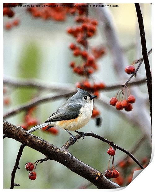 Tufted Titmouse Print by Betty LaRue