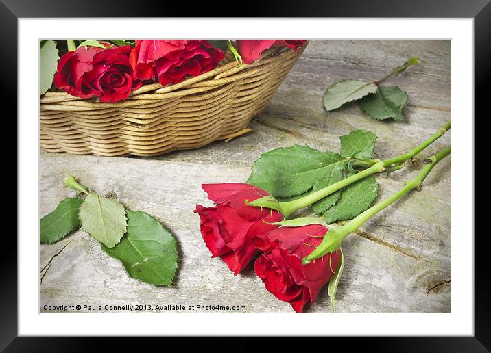 Red Roses Framed Mounted Print by Paula Connelly