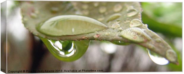 Green in the Drop Canvas Print by Pics by Jody Adams