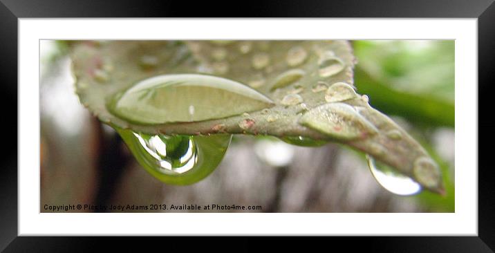 Green in the Drop Framed Mounted Print by Pics by Jody Adams