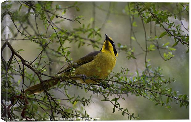 Helmeted Honeyeater In The Bush Canvas Print by Graham Palmer