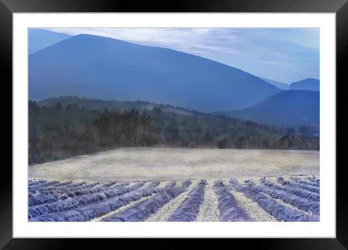 Lavender in Provence Framed Mounted Print by Jean Gill