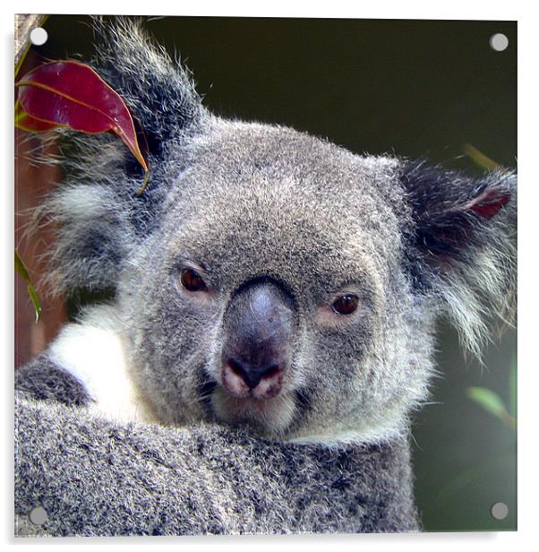 Koala Acrylic by sue kirman