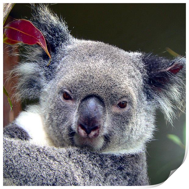 Koala Print by sue kirman