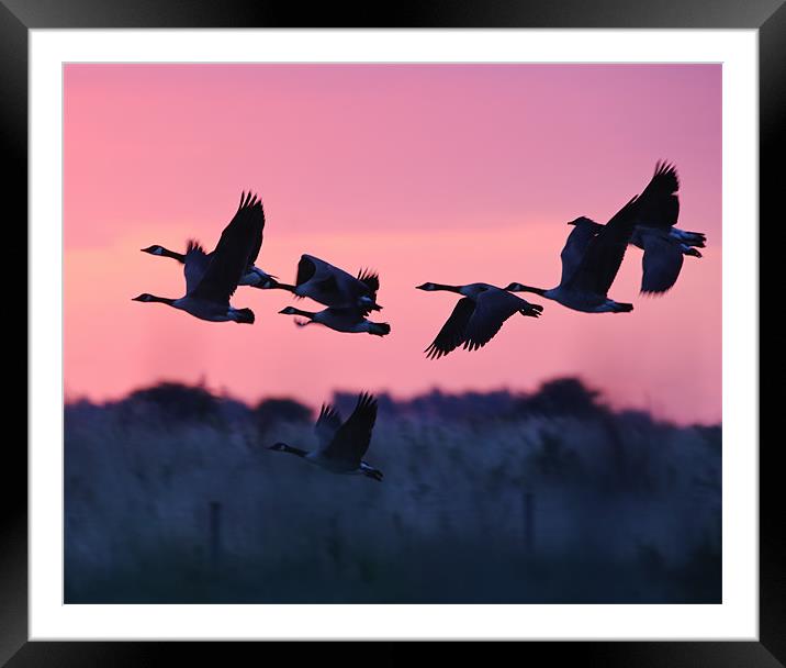 Canada Geese Framed Mounted Print by Don Davis