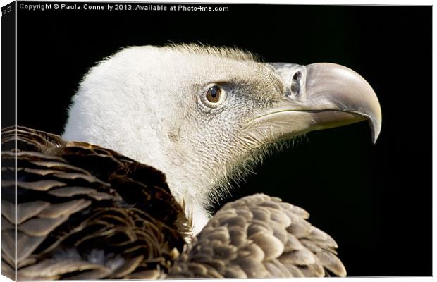 Vulture Canvas Print by Paula Connelly