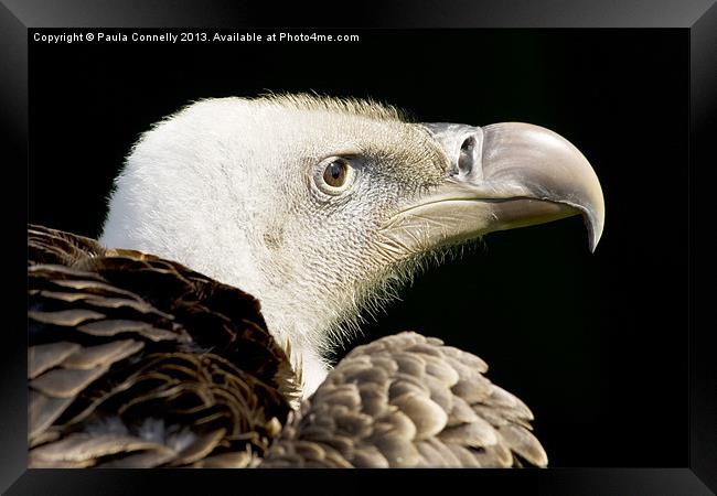 Vulture Framed Print by Paula Connelly