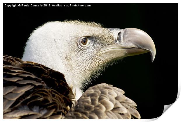 Vulture Print by Paula Connelly
