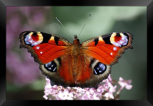 Peacock butterfly Framed Print by Macrae Images