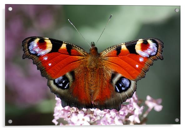 Peacock butterfly Acrylic by Macrae Images