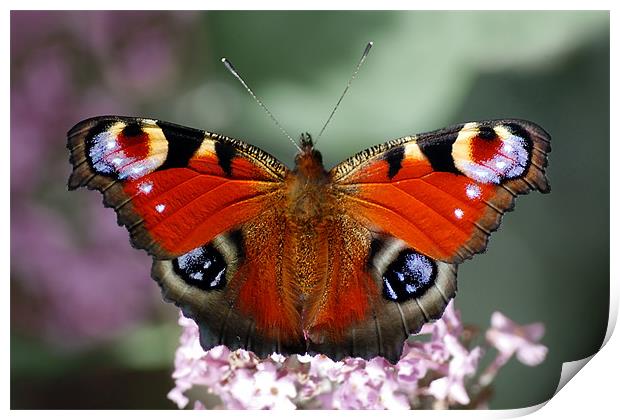 Peacock butterfly Print by Macrae Images