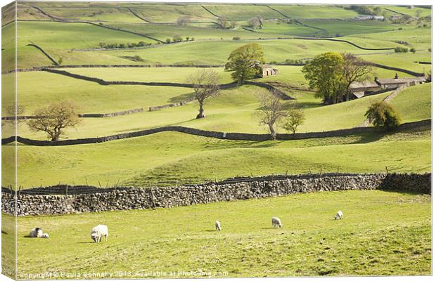 Wensleydale Fields Canvas Print by Paula Connelly
