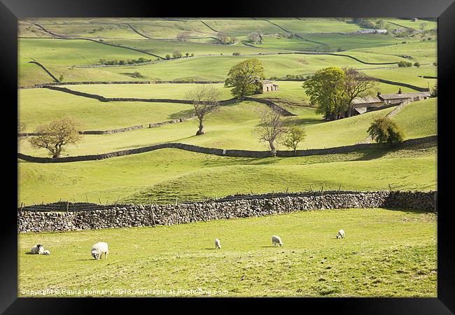 Wensleydale Fields Framed Print by Paula Connelly