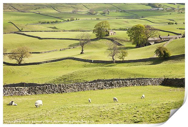 Wensleydale Fields Print by Paula Connelly