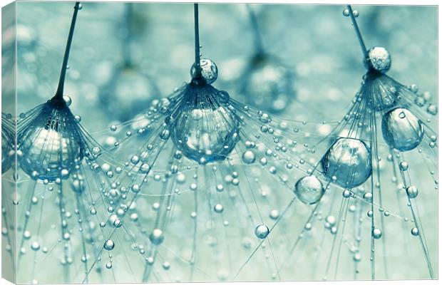 Sparkling Dandy Drops Canvas Print by Sharon Johnstone