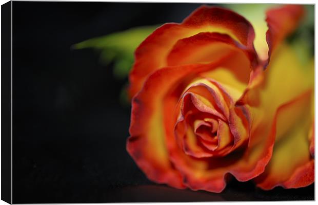 Rose on black satin Canvas Print by Jean Gill