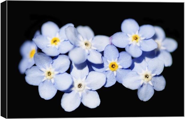 Forget Me Not Canvas Print by Mary Lane
