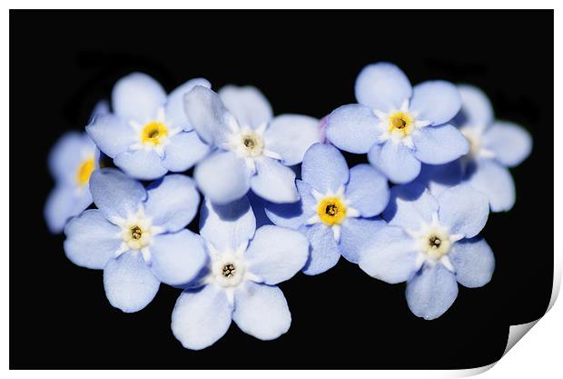 Forget Me Not Print by Mary Lane