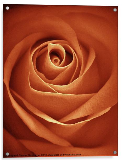 Antique Rose Acrylic by Sandra Buchanan