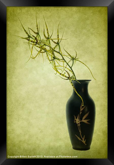 Spider Orchid in Oriental Vase Framed Print by Ann Garrett